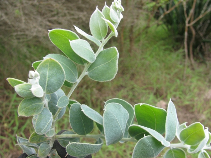 Helichrysum petiolare