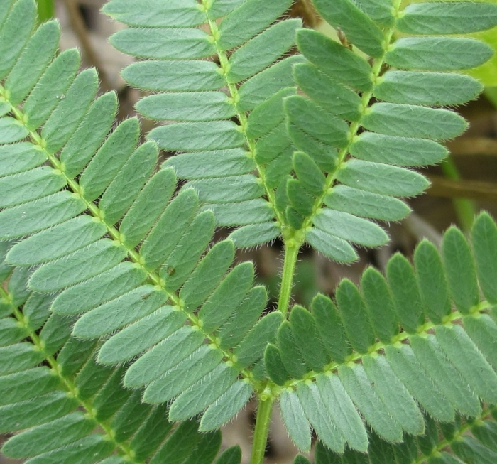 Листья непарноперистые акация