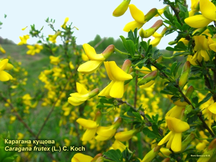 Карагана frutex
