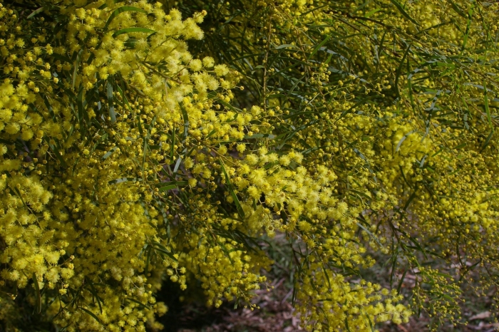 Acacia perangusta