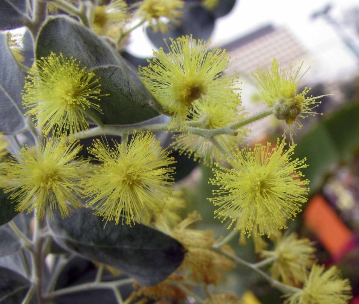 Махровая мимоза