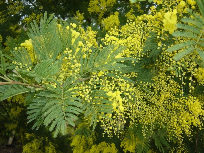 Акация серебряная и мимоза