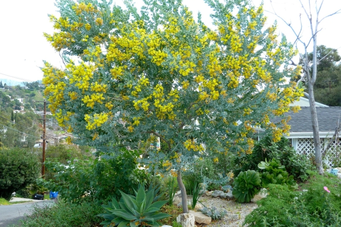 Acacia tree