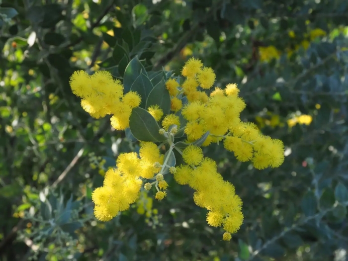 Акация подалириелистная (acacia podalyriifolia)