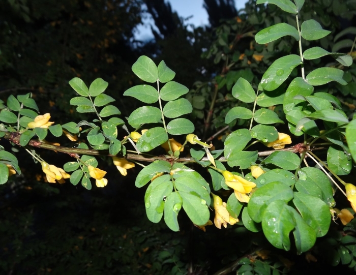 Акация карагана древовидная