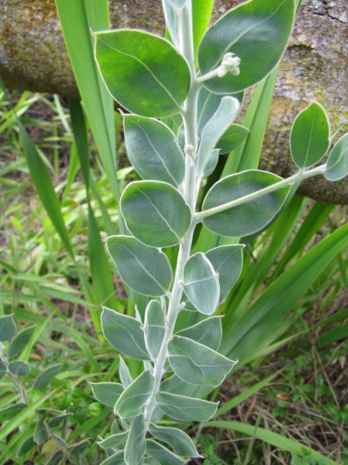 Бересклет albomarginatus