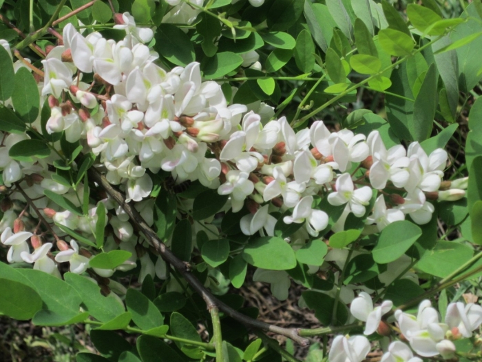 Робиния псевдоакация