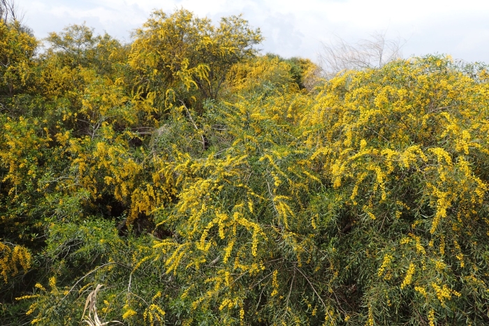 Acacia saligna