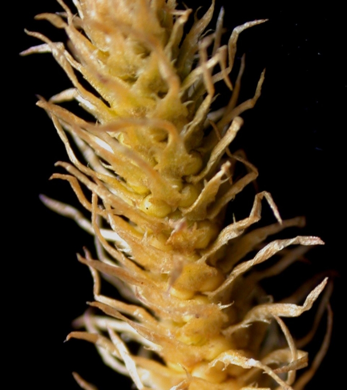 Selaginella selaginoides