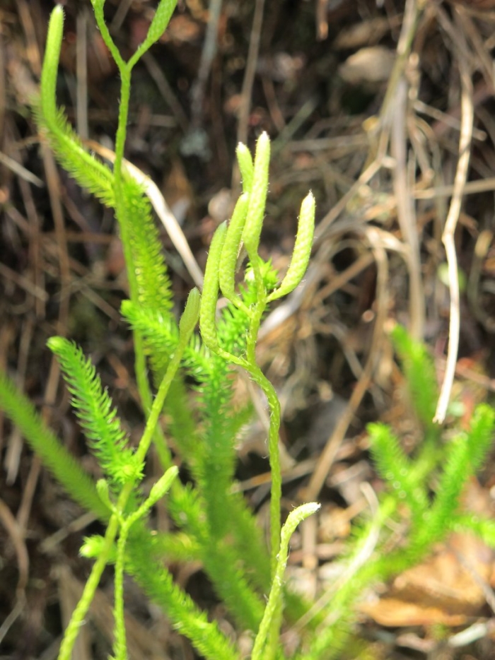 Ликоподий (плаун булавовидный)