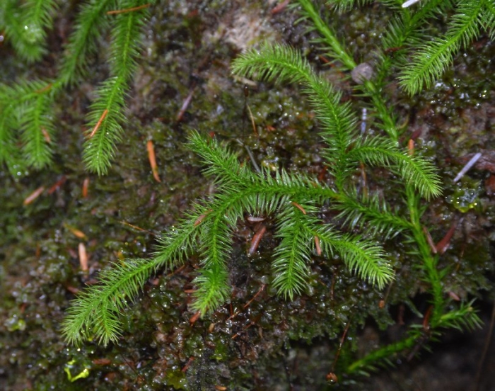 Lycopodium clavatum