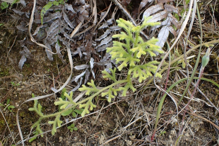 Плаун булавовидный