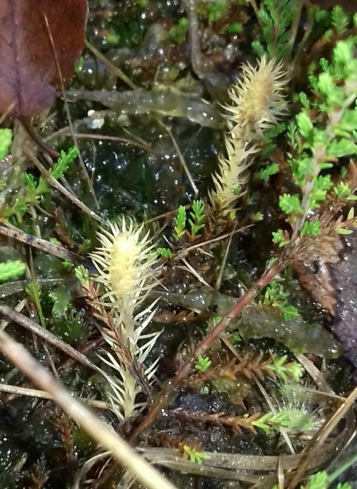Lycopodiella hydrophila