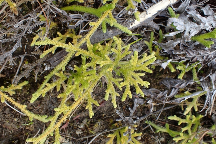 Huperzia squarrosa