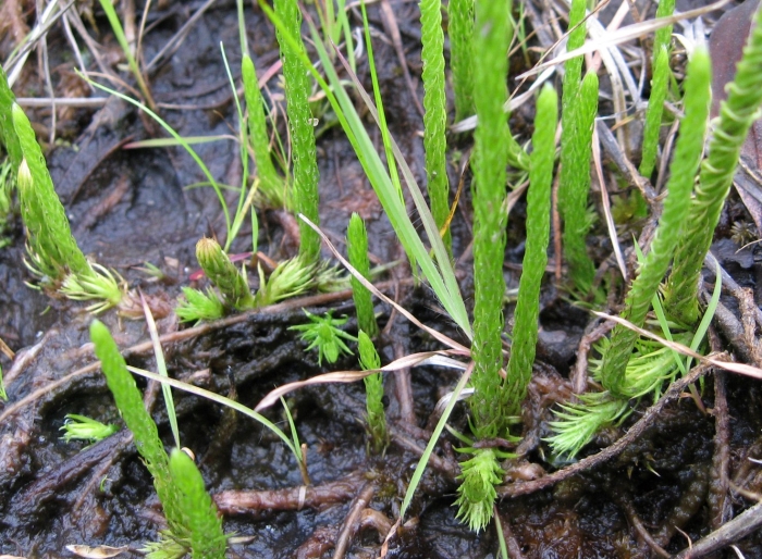 Булавовидный плаун