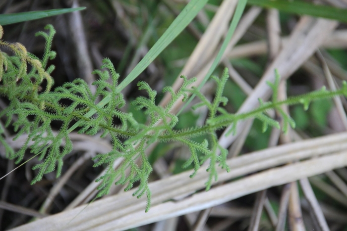 Lycopodium squarrosum