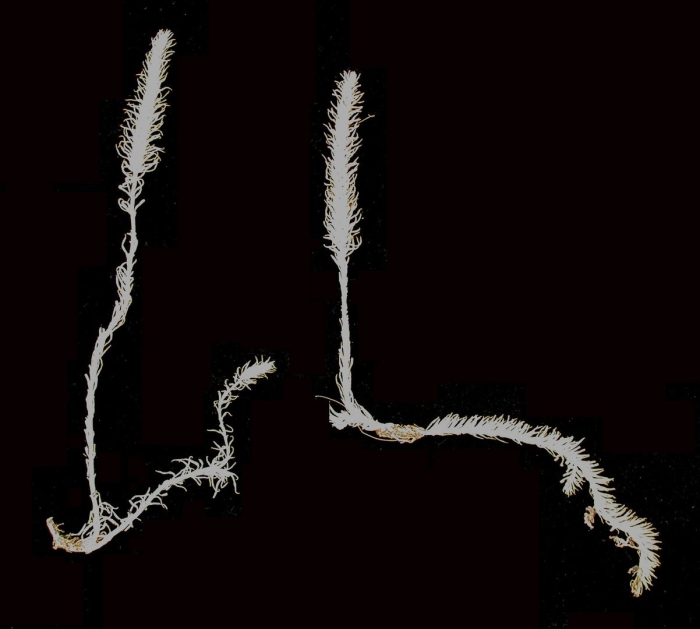 Ramisyllis multicaudata