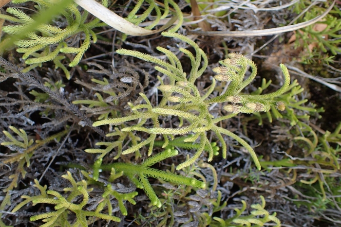 Lycopodiella cernua