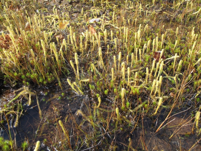 Плаун ликоподий