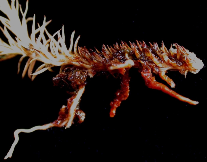 Гриб кордицепс зомби паук