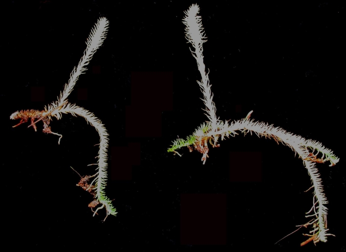 Ramisyllis multicaudata