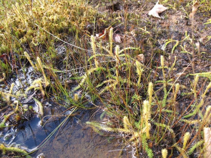 Плаун топяной