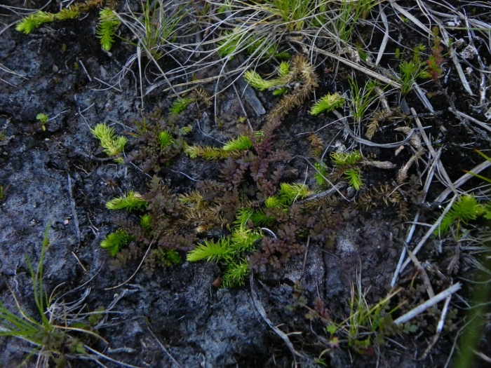 Lycopodiella inundata