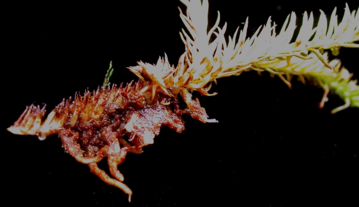 Cephalodiscus dodecalophus