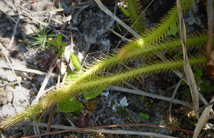 Плаунок заливаемый