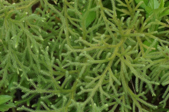 Плаун дифазиаструм сплюснутый