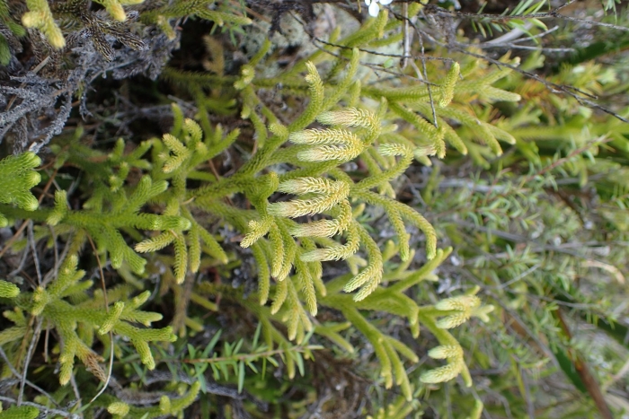 Lycopodiella cernua