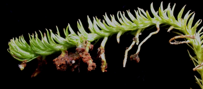 Lycopodiella inundata