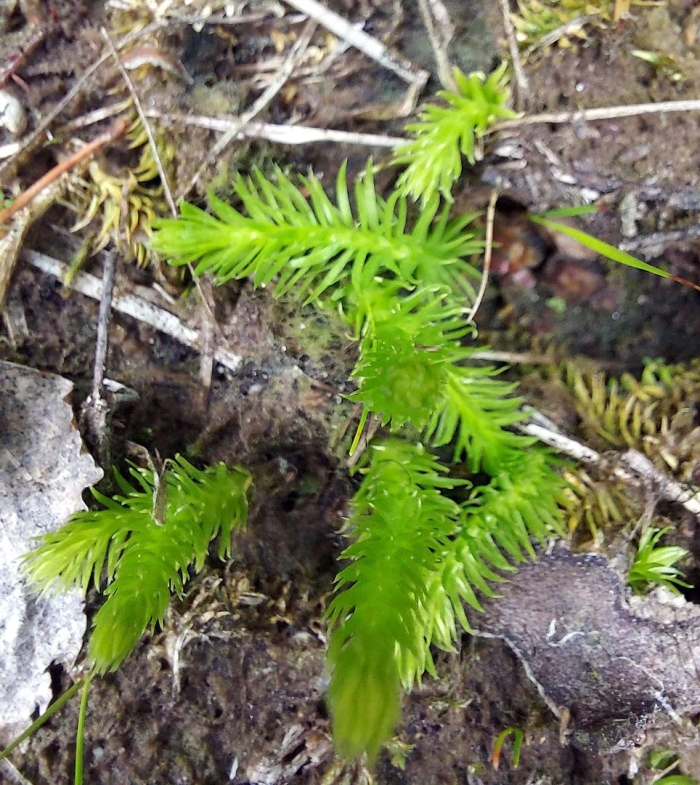 Lycopodiella inundata