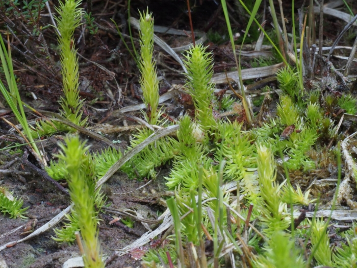 Ликоподиелла заливаемая