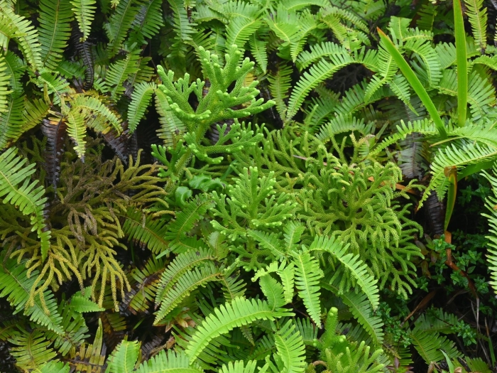 Nephrolepis exaltata