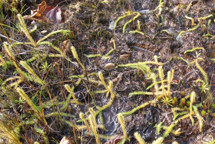 Lycopodiella inundata