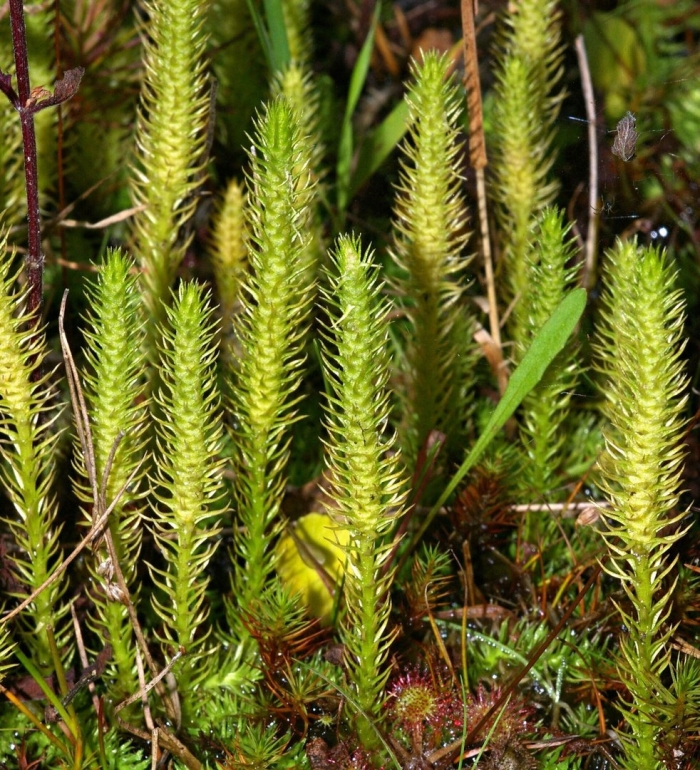 Плаун баранец