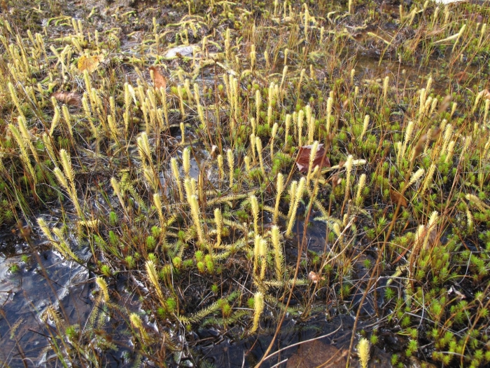 Lycopodiella inundata