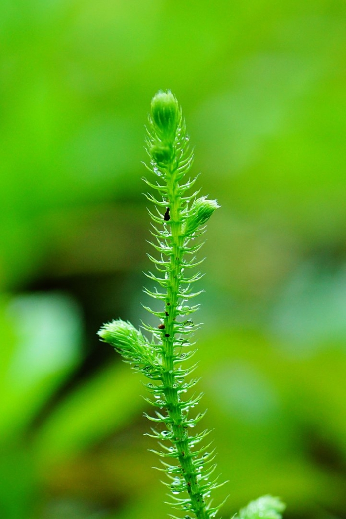 Плаун годичный