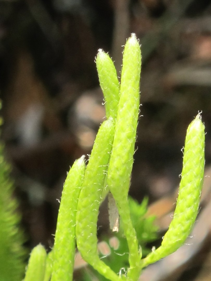 Плаун булавовидный растение