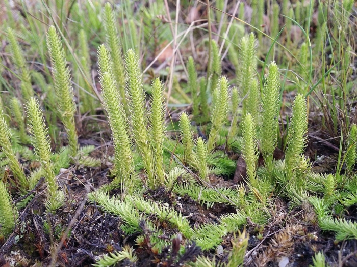 Баранец обыкновенный (huperzia selago)