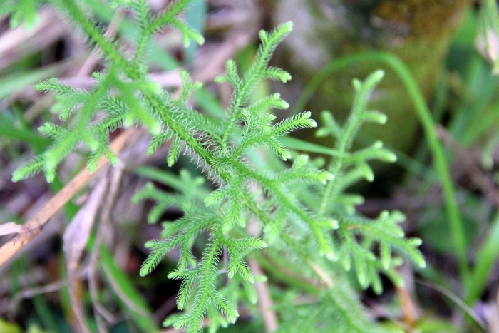 Lycopodiella cernua