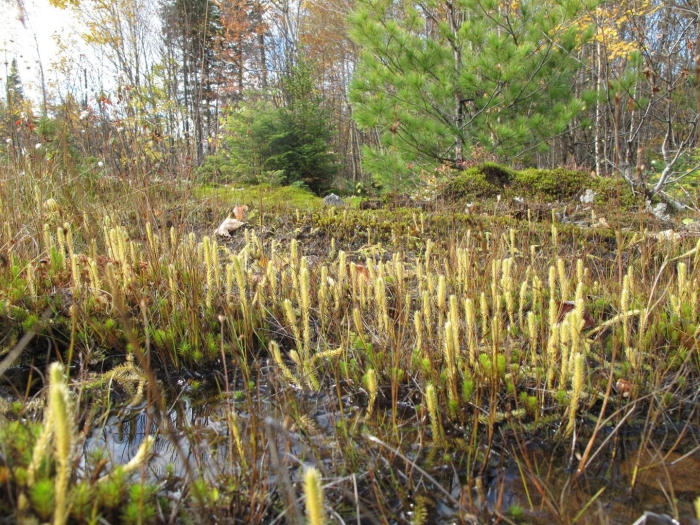 Плаун ликоподий