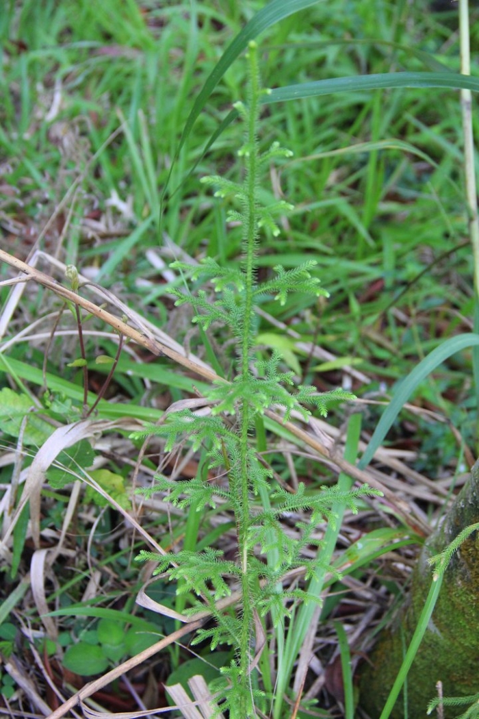 Achillea millefolium