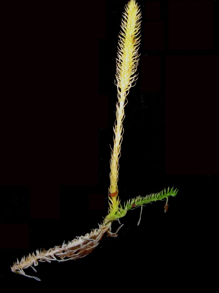 Lycopodium inundatum