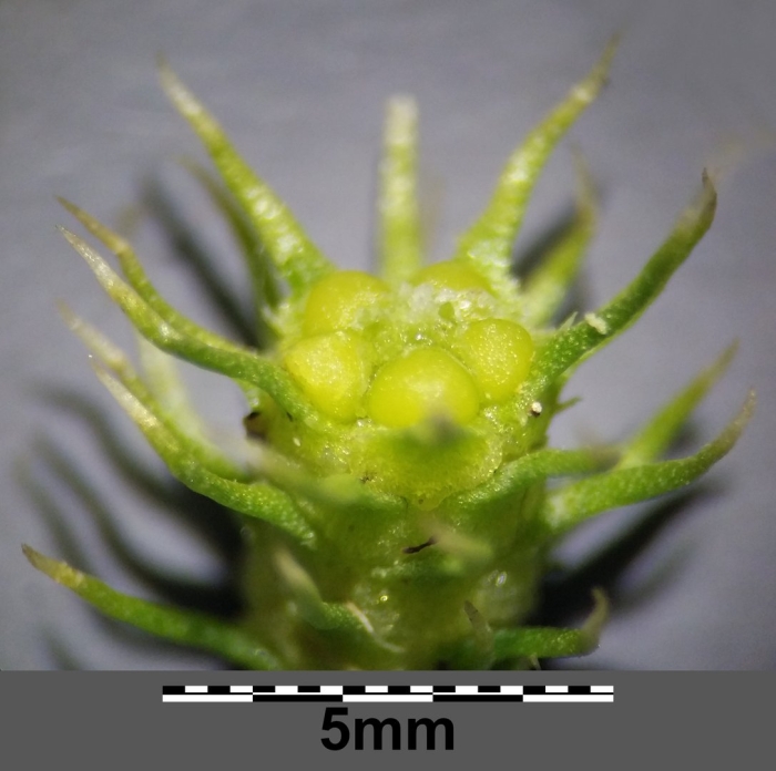 Lycopodiella inundata