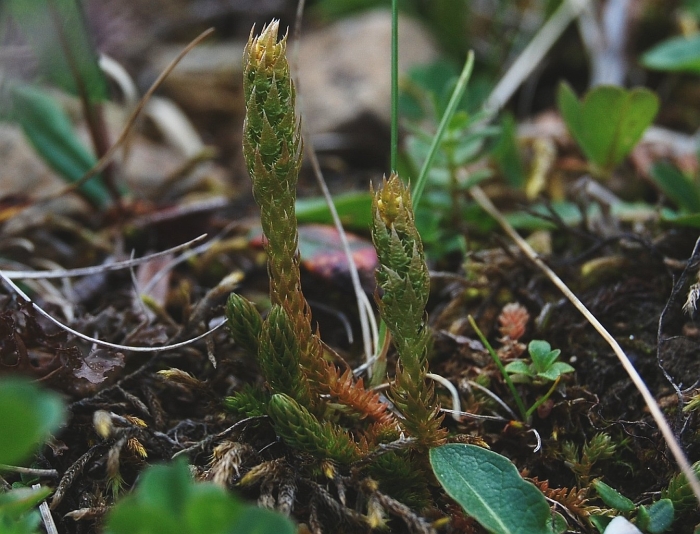 Плауновидные селагинелла