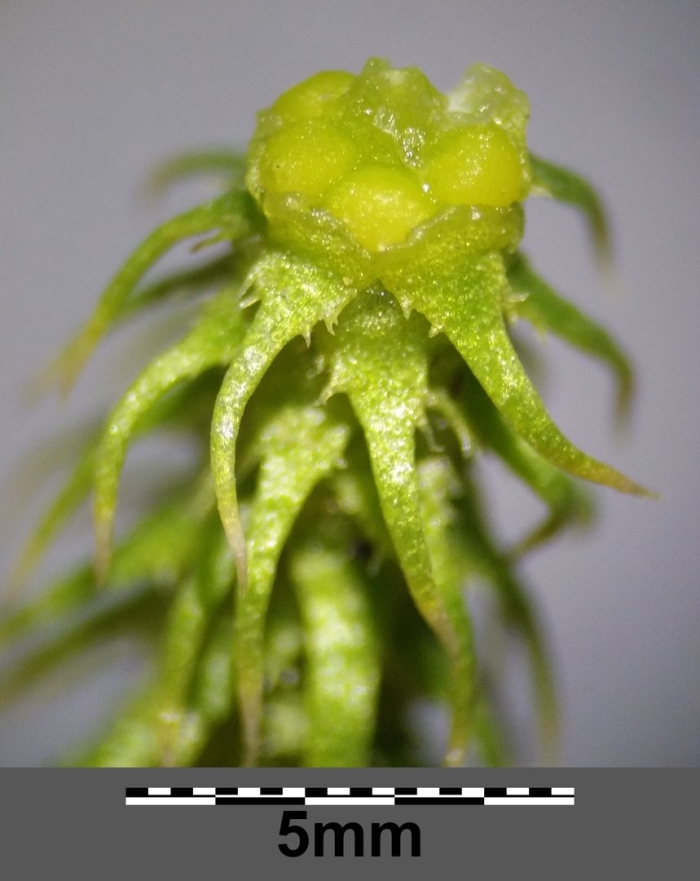 Сфагнум болотный