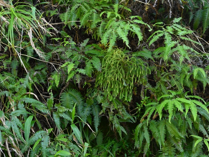 Асплениум северный папоротник