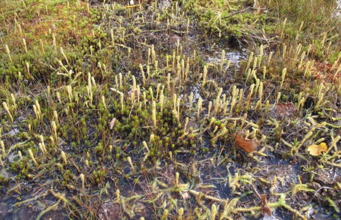 Lycopodiella inundata